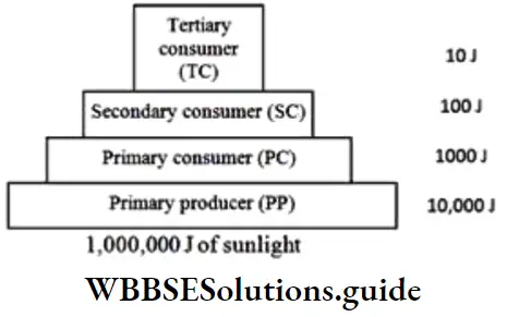 NEET Biology Class 12 Ecosystem Pyramid Of Energy