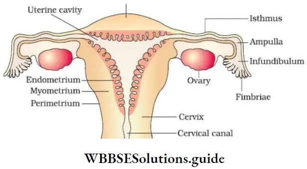 NEET Biology Class 12 Human Reproduction Notes Female Reproductive System