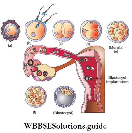 NEET Biology Class 12 Human Reproduction Notes Fertilization And Implantation