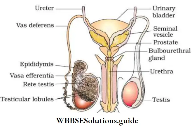 NEET Biology Class 12 Human Reproduction Notes Male Reproductive System