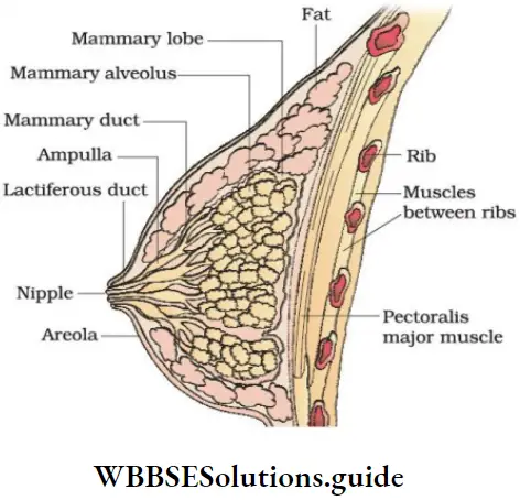 NEET Biology Class 12 Human Reproduction Notes Mammary Glands