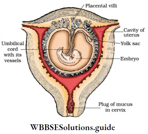 NEET Biology Class 12 Human Reproduction Notes Pregnancy And Embryonic Development