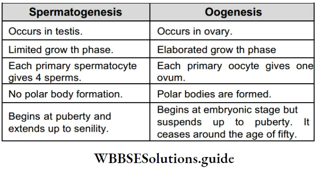NEET Biology Class 12 Human Reproduction Notes Spermatogenis And Oogenesis A Comparison