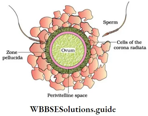 NEET Biology Class 12 Human Reproduction Notes Structure Of Ovum