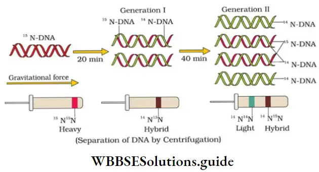 NEET Biology Class 12 Molecular Basis of Inheritance DNA Replication