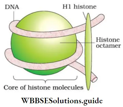 NEET Biology Class 12 Molecular Basis of Inheritance Pachaging Of DNA Helix