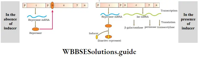 NEET Biology Class 12 Molecular Basis of Inheritance Regulation Of Gene Expression