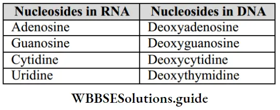 NEET Biology Class 12 Molecular Basis of Inheritance Strcuture Of Polynucleotide Chain