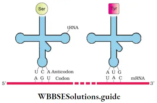 NEET Biology Class 12 Molecular Basis of Inheritance Types Of RNA