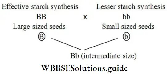 NEET Biology Class 12 Principles Of Inheritance And Variation Oleiotropy Strach Synthesis In pea Plant