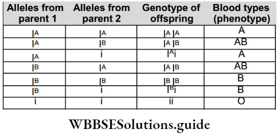 NEET Biology Class 12 Principles Of Inheritance And Variation Other Pattern Of Inheritance Codominance