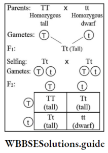 NEET Biology Class 12 Principles Of Inheritance And Variation Notes ...