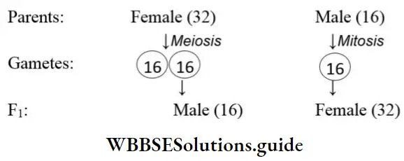 NEET Biology Class 12 Principles Of Inheritance And Variation Sex Determination In Honeybee