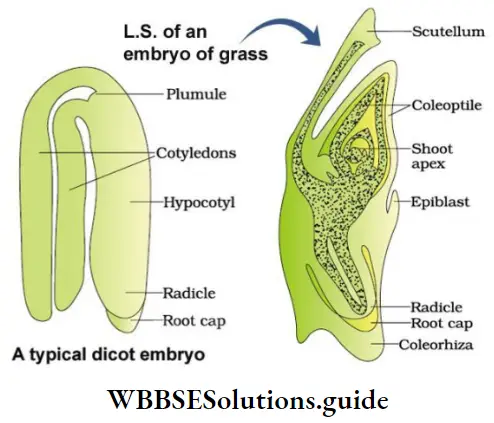 NEET Biology Class 12 Sexual Reproduction in Flowering Plants Notes A Typical Dicot Embryo