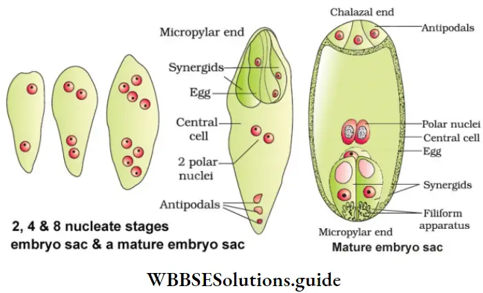 NEET Biology Class 12 Sexual Reproduction in Flowering Plants Notes Female gametophyte Embryo Sac