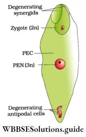 NEET Biology Class 12 Sexual Reproduction in Flowering Plants Notes Fertilized Embryo Sac
