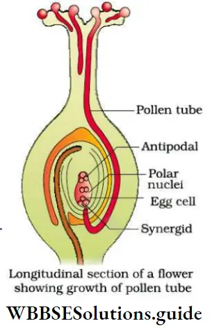 NEET Biology Class 12 Sexual Reproduction in Flowering Plants Notes Longitudinal Section Of A Flower Showing Growth Of Pollen Tube