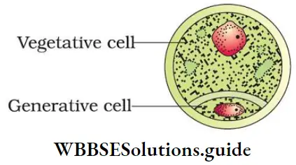NEET Biology Class 12 Sexual Reproduction in Flowering Plants Notes Pollen Grain Vegetative Cell And Generative Cell