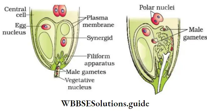 NEET Biology Class 12 Sexual Reproduction in Flowering Plants Notes Pollen Pistill Interaction