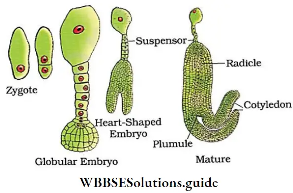 NEET Biology Class 12 Sexual Reproduction in Flowering Plants Notes Stages Of Embrya Development In A Dicot