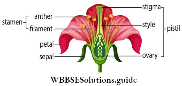 NEET-Biology-Class-12-Sexual-Reproduction-in-Flowering-Plants-Notes-Structure-Of-A-Flower