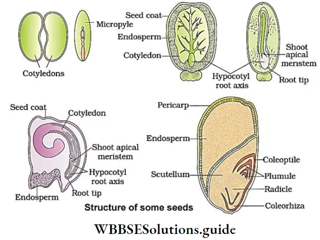 NEET Biology Class 12 Sexual Reproduction in Flowering Plants Notes Structure Of Some Needs