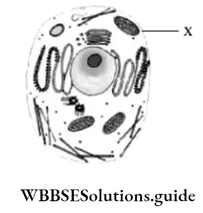 NEET Biology Class 7 Basic Biology Summative Worksheet Question 10