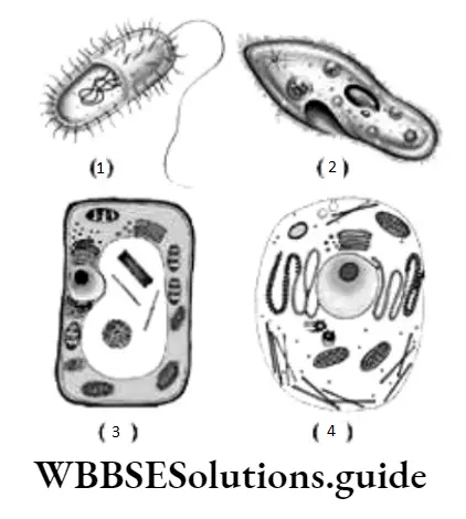 NEET Biology Class 7 Basic Biology Summative Worksheet Question 16