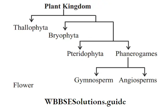 NEET Biology Class 9 Diversity in Living Organism plant kingdom