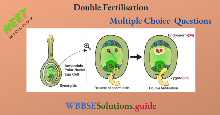 NEET Biology Double Fertilisation Multiple Choice Question And Answers