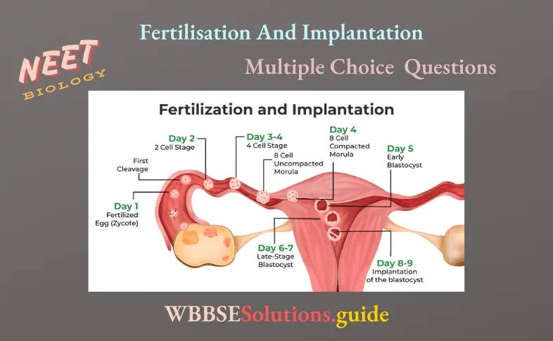 NEET Biology Fertilisation And Implantation Multiple Choice Question And Answers