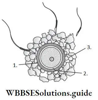 NEET Biology Fertilisation And Implantation Question 49 Few Sperms