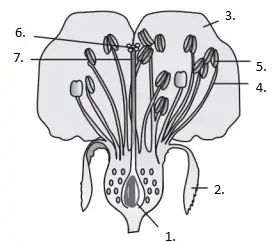 NEET Biology Flower Question 7