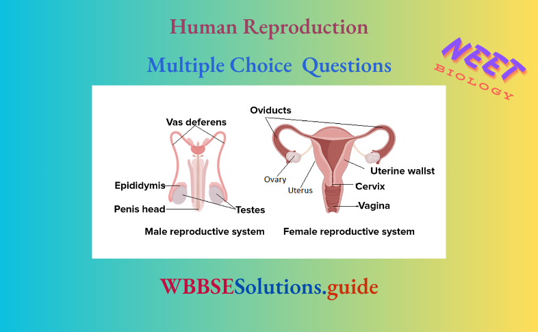 NEET Biology Human Reproduction Miscellaneous Multiple Choice Question And Answers