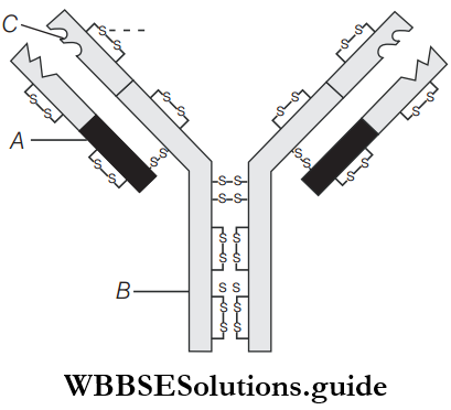 NEET Biology Immune System MCQs Anti Body Molecule