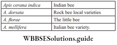 NEET Biology Improvement in Food Resources Apis cerana indica and indian bee
