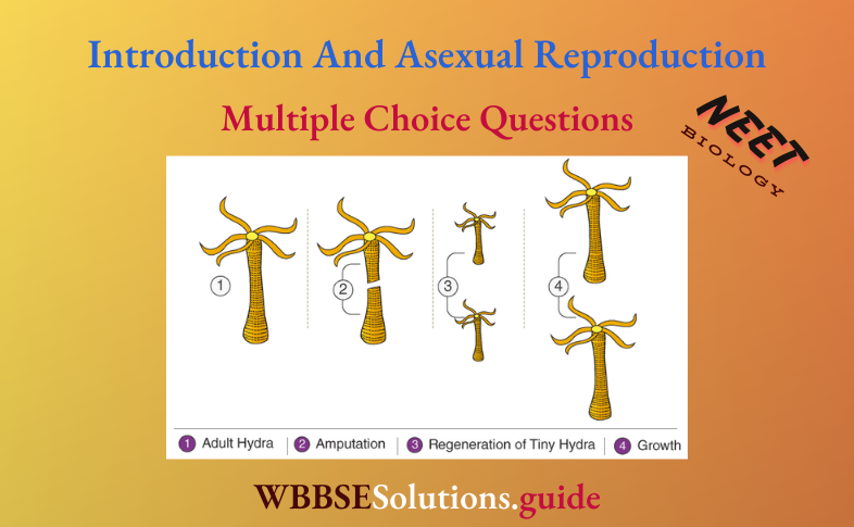 NEET Biology Introduction And Asexual Reproduction Multiple Choice Question And Answers