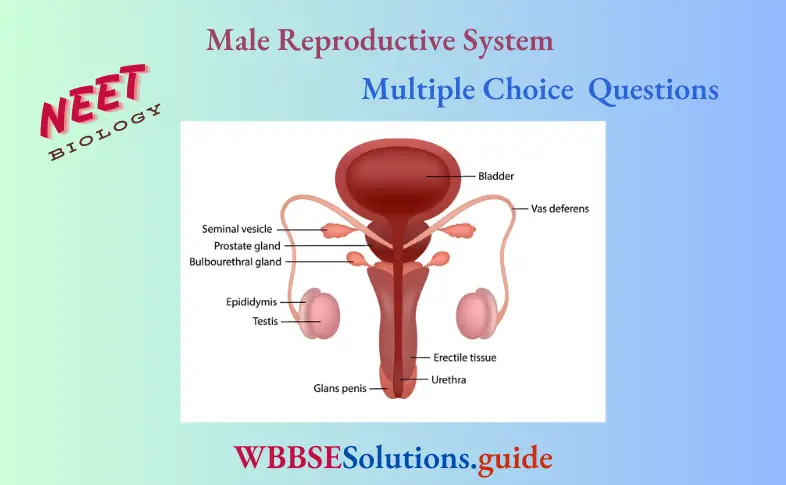 NEET Biology Male Reproductive System Multiple Choice Question And Answers