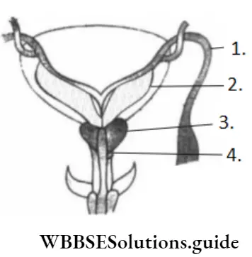 NEET Biology Male Reproductive System Question 102