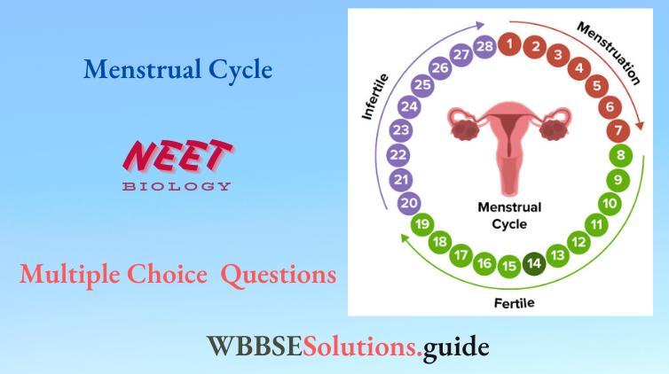 NEET Biology Menstrual Cycle Multiple Choice Question And Answers