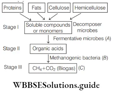 NEET Biology Microbes in Production of Biogas MCQs Soluble compounds or monomers