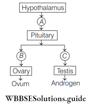 NEET Biology Miscellaneous Question 7