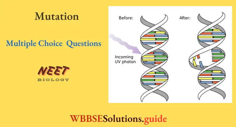 NEET Biology Mutation Multiple Choice Question And Answers