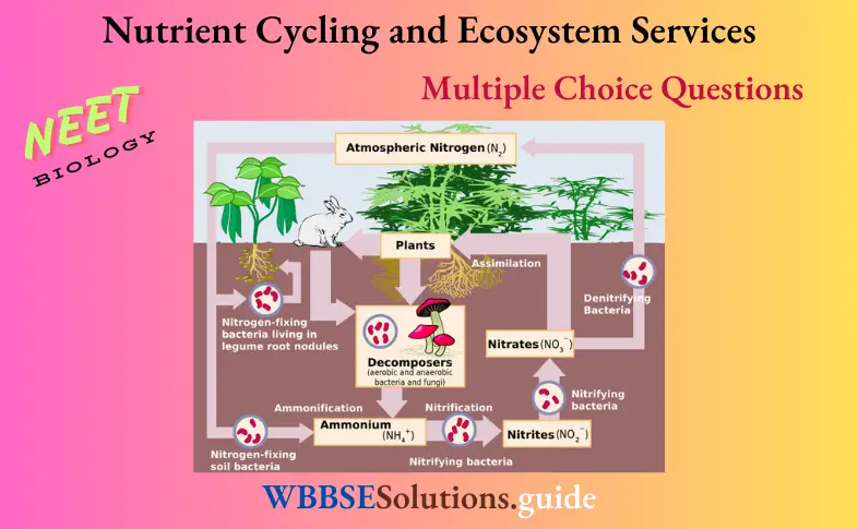 NEET Biology Nutrient Cycling and Ecosystem Services Multiple Choice Question And Answers
