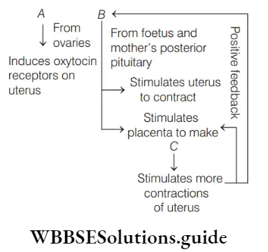 NEET Biology Parturition and Lactation Question 13