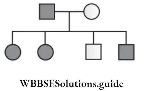 NEET Biology Pedigree Analysis And Genetic Disorders Chart Of A Certain Family