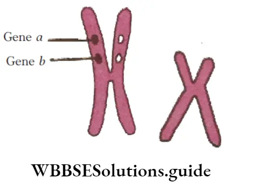 NEET Biology Pedigree Analysis And Genetic Disorders Chromosomes From A Karyotype