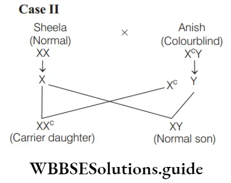 NEET Biology Pedigree Analysis And Genetic Disorders Colourblind Case 2