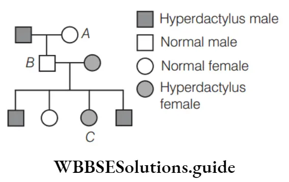 NEET Biology Pedigree Analysis And Genetic Disorders Hyperdactyly