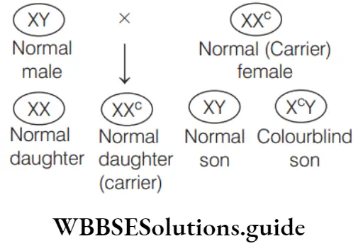 NEET Biology Pedigree Analysis And Genetic Disorders Question 58